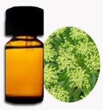 Angelica Oil