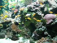 tropical aquariums