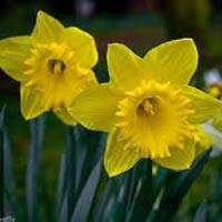 Fresh Daffodil Flowers