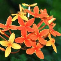 Fresh Rangan Flowers