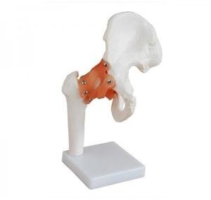 Life-Size Hip Joint