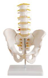 Life-Size Pelvis with 5pcs Lumbar Vertebrae