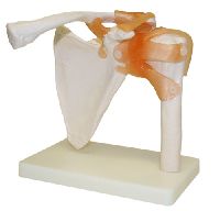 Life-Size Shoulder Joint