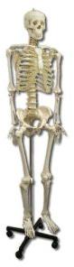 Life-Size Skeleton180cm Tall