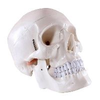 Life-Size Skull