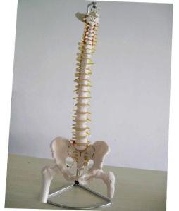 Life-Size Vertebral Column