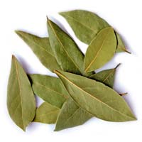 Dried Bay Leaves