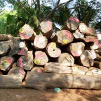 Burma Teak Logs