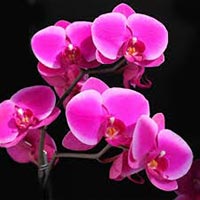 Fresh Orchid Flowers