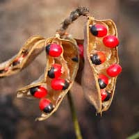 Coral Seeds