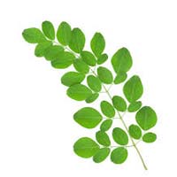 Moringa Leaf