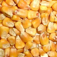 Maize