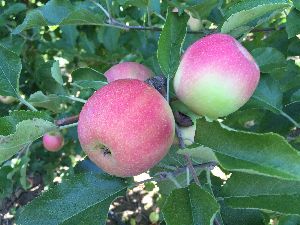 Fresh Fruits