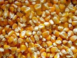 Yello Maize