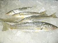 chilled fish