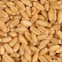 Wheat Grains