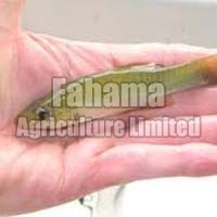 Frozen Finger Sized Fish