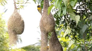 Weaver Bird Nest