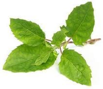 Holy Basil Leaves