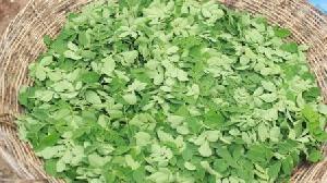 Moringa Leaves