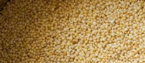 Foxtail Millet Seeds