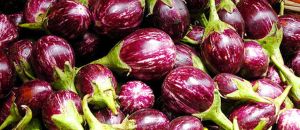 Fresh Brinjal