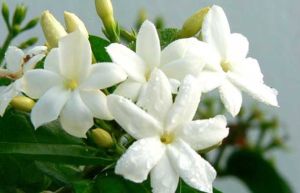 Fresh Jasmine Flowers