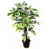 Ficus Plant N.Stick  2'