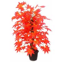 Maple Plant N.Stick  2( Red,)