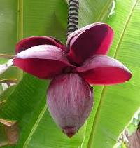 Banana Flower