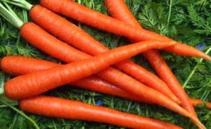 Fresh Carrot