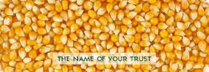 Yellow Maize