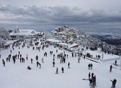 Shimla Tour Services