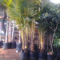 Tall Coconut Plants