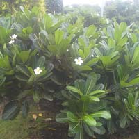 Plumeria Plants