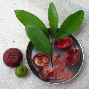 Kokum Extract