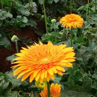 Fresh Gerbera Flowers