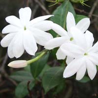 Fresh Jasmine Flowers