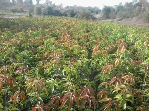 mangos farms narsari