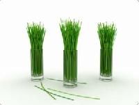 Lemon Grass