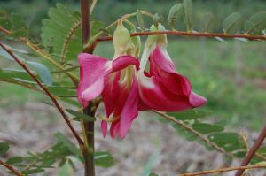 sesbania grandiflora