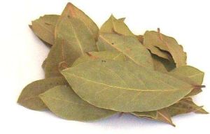 Bay Leaf