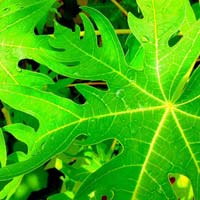 Papaya Leaf