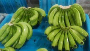 Fresh Bananas