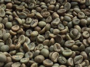 Robusta Plantation PB