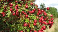 hawthorn berry