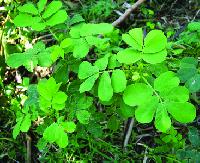 Cassia Tora Leaves