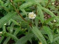 Bhringraj Herb