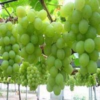 Fresh Grapes