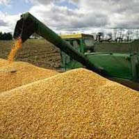 Pure White and Yellow Corn For Human and animal or oil production